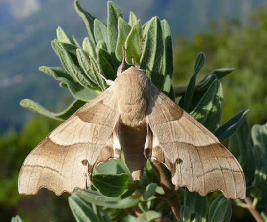 Sfinge del leccio Marumba quercus